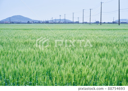 Wheat field and utility pole Wheat field and utility pole 88754693
