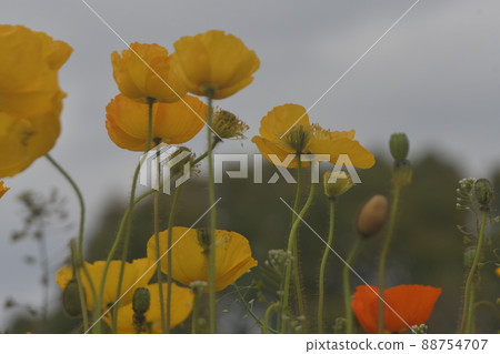 Poppy Ofuna Flower Center Poppy Ofuna Flower Center 88754707