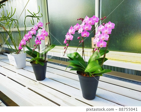 蘭花 88755041