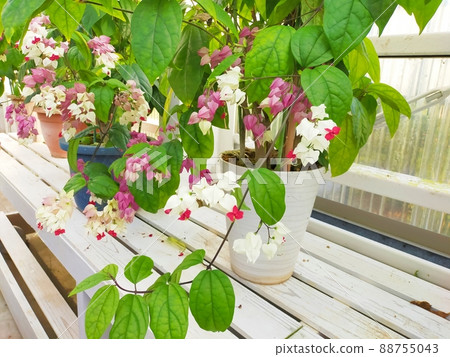 Genpei flowers Genpei flowers 88755043