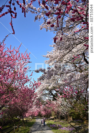 Hanamomo walk 88755044