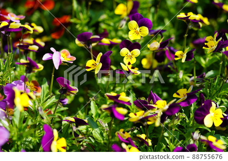 Fun spring viola flowerbed 88755676