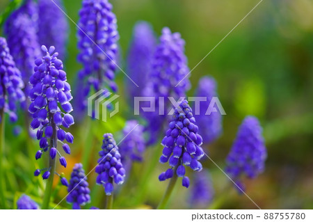 Cute Muscari in the spring park 88755780