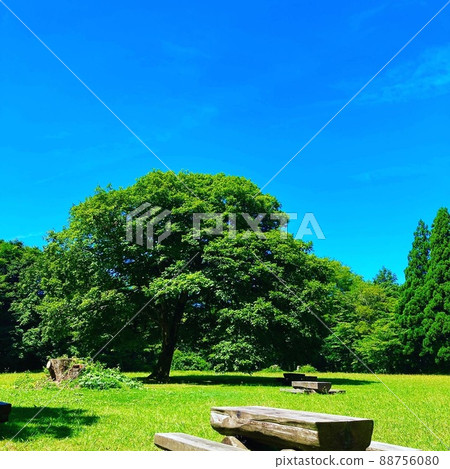 Great contrast between fresh green and blue sky Great contrast between fresh green and blue sky 88756080