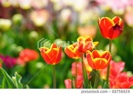 Beautiful tulip flowerbed 88756829