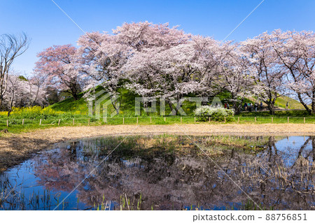 Kofun and cherry blossoms reflected in the pond 88756851