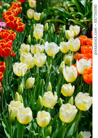 Beautiful tulip flowerbed 88756890