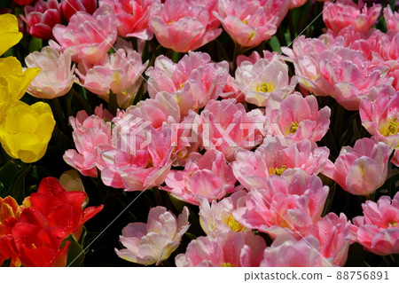 美麗的鬱金香花壇 美麗的鬱金香花壇 88756891