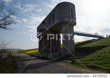 Edogawa Rape blossoms Spring scene Misato City, Saitama Prefecture 88756952