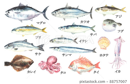 用水彩畫的魚和貝類的插圖集 88757007
