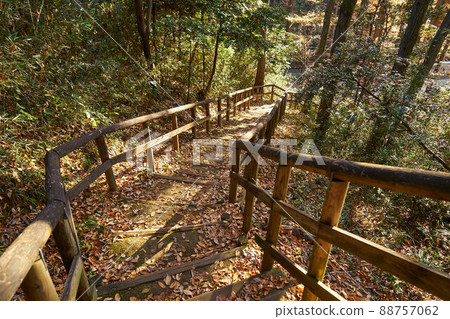 神奈川縣生田綠地秋季木板路 神奈川縣生田綠地秋季木板路 88757062