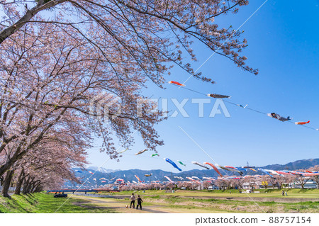 Aikawa Mizube Park, cherry blossoms and carp streamers in full bloom <Fuwa District, Gifu Prefecture> Aikawa Mizube Park, cherry blossoms and carp streamers in full bloom <Fuwa District, Gifu Prefecture> 88757154