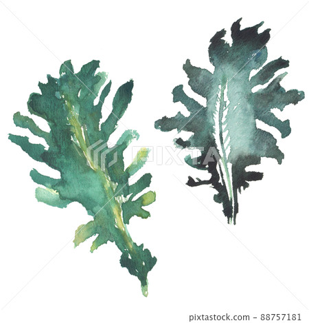Illustration of wakame seaweed drawn in watercolor 88757181