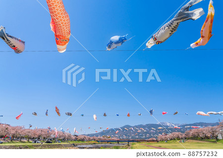 Aikawa Mizube Park, cherry blossoms and carp streamers in full bloom <Fuwa District, Gifu Prefecture> Aikawa Mizube Park, cherry blossoms and carp streamers in full bloom <Fuwa District, Gifu Prefecture> 88757232