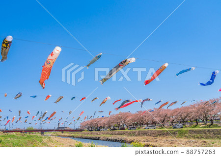 Aikawa Mizube Park, cherry blossoms and carp streamers in full bloom <Fuwa District, Gifu Prefecture> 88757263