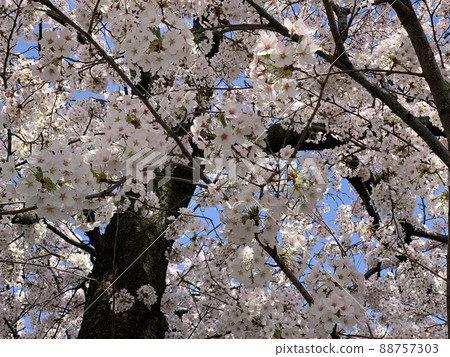 Cherry tree in full bloom  88757303