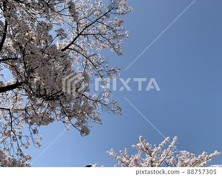 Cherry blossoms in full bloom and blue sky 88757305