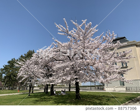 Cherry blossoms in full bloom and blue sky 88757306