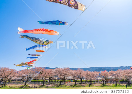 相川水部公園，盛開的櫻花和鯉魚旗<岐阜縣不和區> 88757323