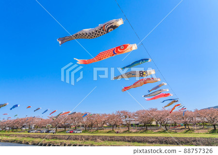 相川水部公園,盛開的櫻花和鯉魚旗<岐阜縣不和區> 相川水部公園,盛開的櫻花和鯉魚旗<岐阜縣不和區> 88757326