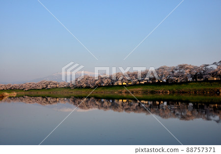 Miyagi Prefecture Shiroishi River Ichimoku Senbon Sakura Miyagi Prefecture Shiroishi River Ichimoku Senbon Sakura 88757371