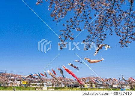 相川水部公園,盛開的櫻花和鯉魚旗<岐阜縣不和區> 相川水部公園,盛開的櫻花和鯉魚旗<岐阜縣不和區> 88757410