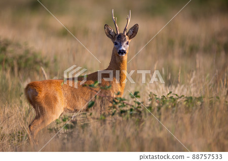 Male roe deer looking into the camera in dry grass and green raspberry bushes 88757533