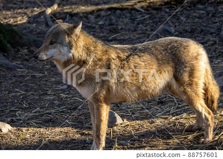 wild wolf in the forest looking around. Cute looking 88757601