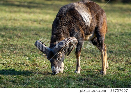 Wild mufflon eating some grass with massive horns Wild mufflon eating some grass with massive horns 88757607