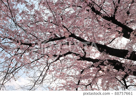 Cherry blossoms in full bloom along the promenade Cherry blossoms in full bloom along the promenade 88757661