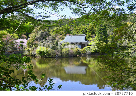 京都市世界遺產龍安寺鏡池01，四月行走 88757710