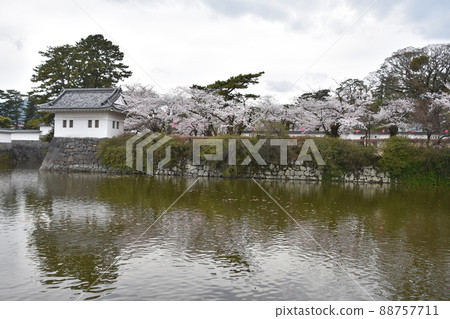 小田原城多雲花，護城河櫻花 88757711