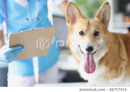 Veterinarian conducts medical examination of dog in veterinary clinic Veterinarian conducts medical examination of dog in veterinary clinic 88757915