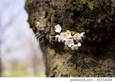 Cherry blossoms Cherry blossoms 88758066