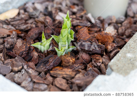 Hosta that sprouted in April 88758365