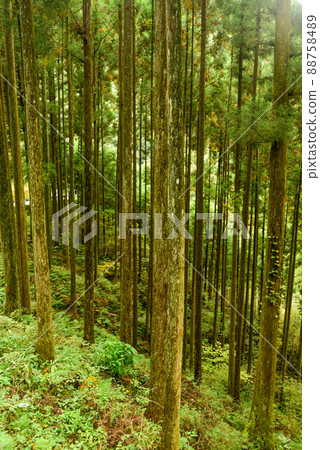 Deep forest landscape 88758489