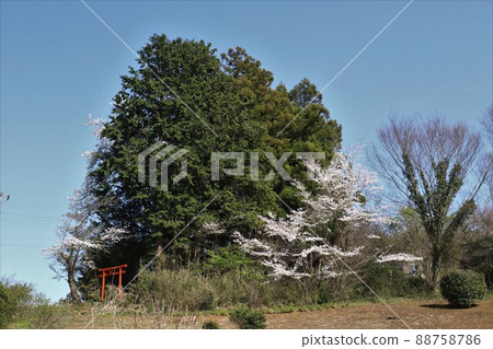 2021 Cherry blossoms and blue sky in full bloom that color Inari Daimyojin in the guardian forest of Ohashi district, Hatoyama Town, Saitama Prefecture, which was selected as the happiest town in Japan. 2021 Cherry blossoms and blue sky in full bloom that color Inari Daimyojin in the guardian forest of Ohashi district, Hatoyama Town, Saitama Prefecture, which was selected as the happiest town in Japan. 88758786