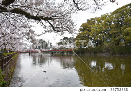 Odawara Castle with cloudy flowers, cherry blossoms in the moat Odawara Castle with cloudy flowers, cherry blossoms in the moat 88758888