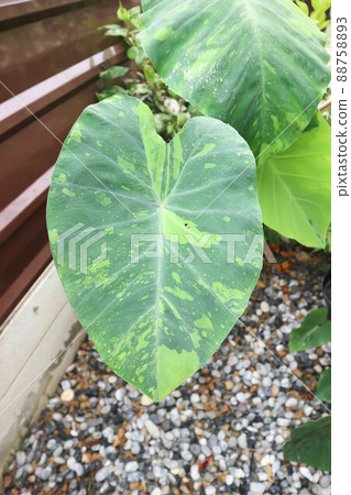 Colocasia esculenta, Lemon Lime Gecko or Colocasia. Colocasia esculenta, Lemon Lime Gecko or Colocasia. 88758893