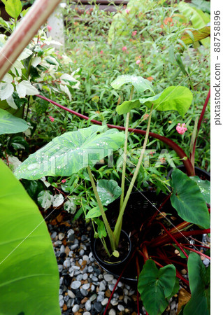 Colocasia esculenta midori sour, Colocasia ,midori sour or Colocasia Colocasia esculenta midori sour, Colocasia ,midori sour or Colocasia 88758896