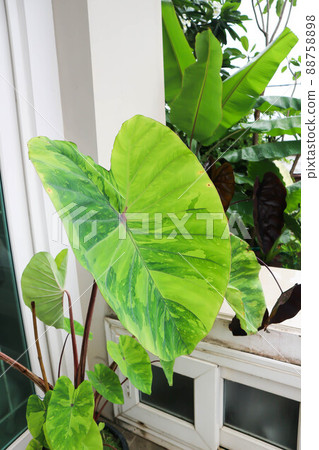 Colocasia esculenta, Lemon Lime Gecko or Colocasia plant Colocasia esculenta, Lemon Lime Gecko or Colocasia plant 88758898