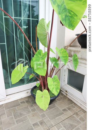Colocasia esculenta, Lemon Lime Gecko or Colocasia plant Colocasia esculenta, Lemon Lime Gecko or Colocasia plant 88758899