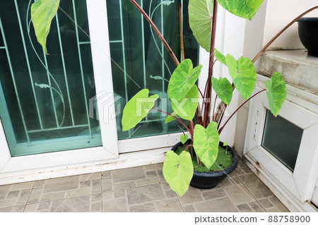 Colocasia esculenta, Lemon Lime Gecko or Colocasia plant Colocasia esculenta, Lemon Lime Gecko or Colocasia plant 88758900