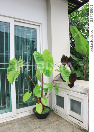 Colocasia esculenta, Lemon Lime Gecko or Colocasia plant Colocasia esculenta, Lemon Lime Gecko or Colocasia plant 88758901