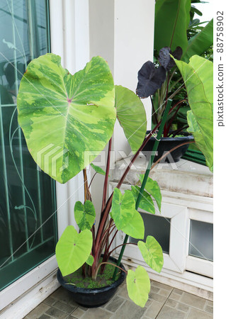 Colocasia esculenta, Lemon Lime Gecko or Colocasia plant Colocasia esculenta, Lemon Lime Gecko or Colocasia plant 88758902