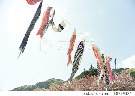 羽谷丹丹公園的八重櫻 羽谷丹丹公園的八重櫻 88759324