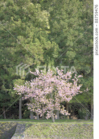 羽谷丹丹公園的八重櫻 88759476