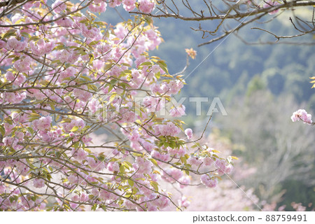 羽谷丹丹公園的八重櫻 88759491