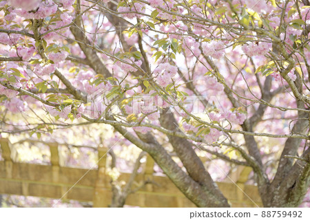 羽谷丹丹公園的八重櫻 羽谷丹丹公園的八重櫻 88759492
