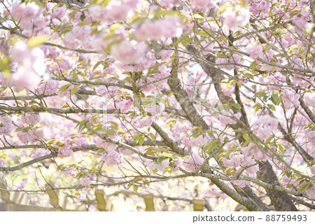 羽谷丹丹公園的八重櫻 88759493